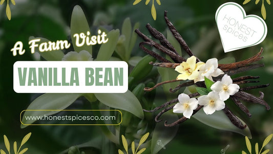 A Farm Visit - Vanilla Beans